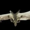 Morris "Brown Bat With Skull Head" Animal Prop Props