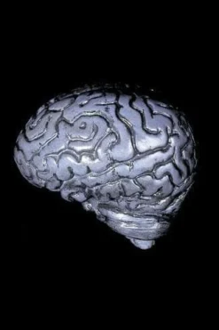 Morris "Human Brain" Haunted House Prop