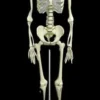Skeletons And More "Human Skeleton" Deluxe Movie Quality Halloween Prop Props