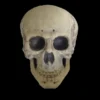 Morris Props "Human Skull" Life Size Halloween Prop