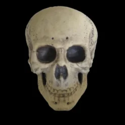 Morris Props "Human Skull" Life Size Halloween Prop