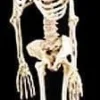 Morris "Rubber Skeleton" Hanging Halloween Prop - 5' Props