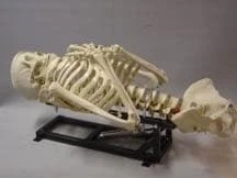 DC Props "Torso Lifter" Halloween Animatronic Mechanism Animatronics